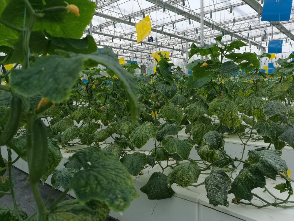 海博论坛光电植物生长灯事业部的产品用于植物农场蔬菜种植